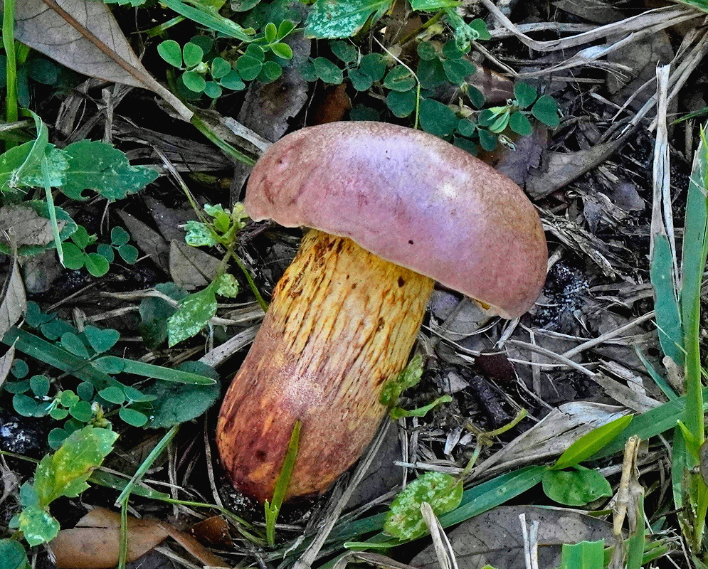 Pulchroboletus rubricitrinus bolete with a muted red brown cap and thick yellow stem flushed red near the base