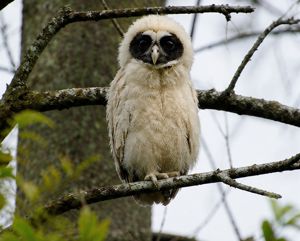 A Pulsatrix perspicillata juvenile perched with white plumage and a dark facial disk visible