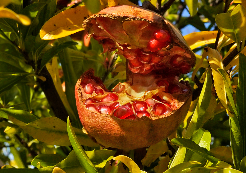 A dark plum-color Pomegranate hanging from a tree