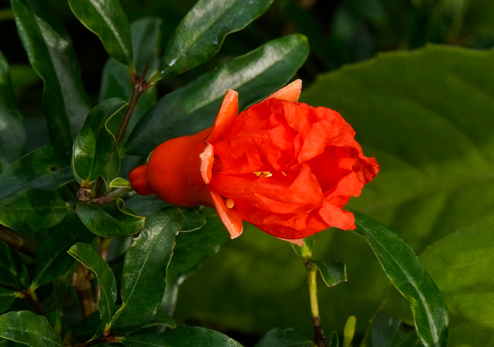 A new red Punica granatum flower