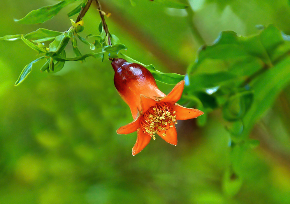 An orange Punica granatum flower with dark red at the base of the tube and cream-color anthers