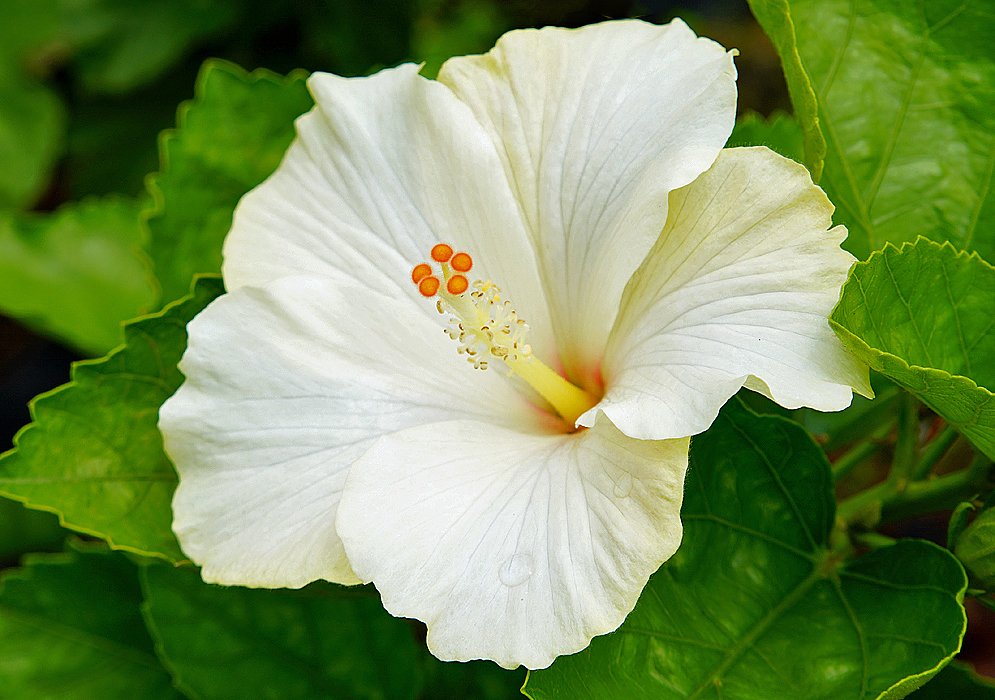 White Hibiscus rosa sinensis flower with five orange stigmas