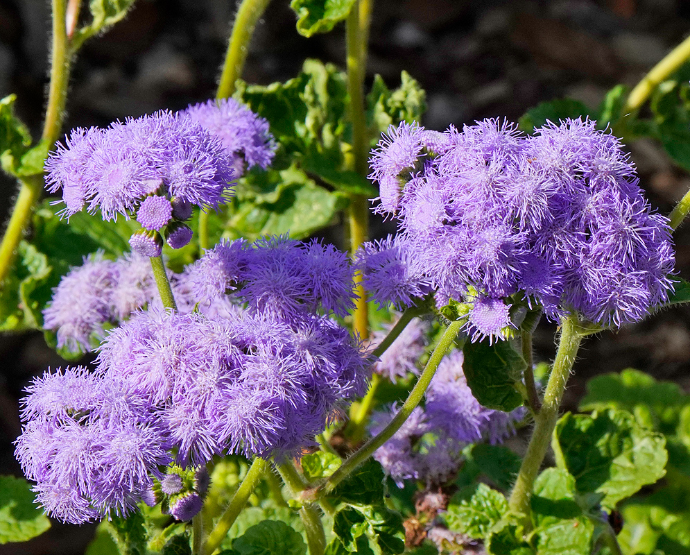 Ageratum houstonianum purple flowers in sunlight