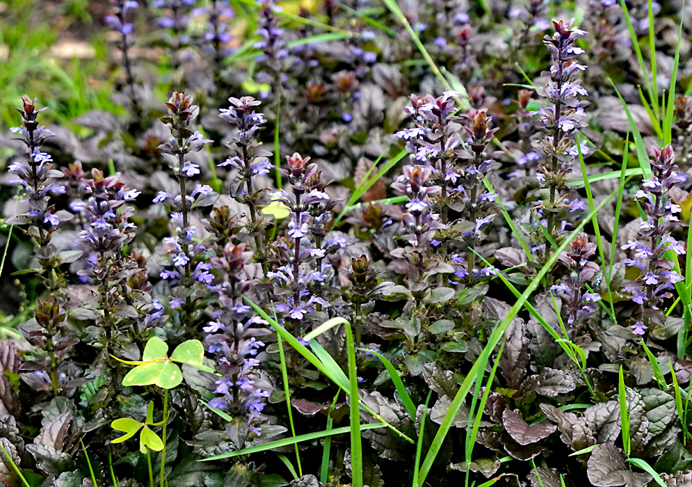 Ajuga reptans plants with blue flowers grand dark purple leaves