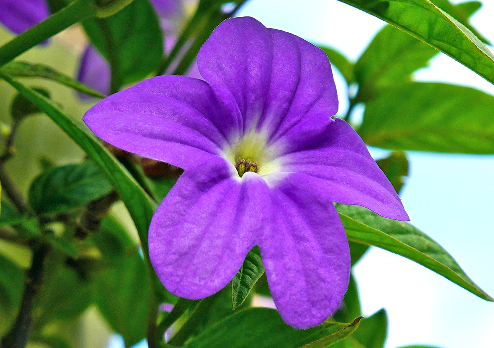 Purple Browallia speciosa flower with a yellow throat