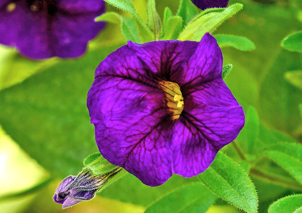 Purple Calibrachoa flower with a yellow throat