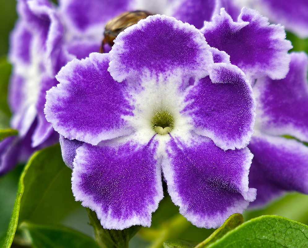 duranta erecta gallery photo A duranta erecta scene with distinct flowers and foliage