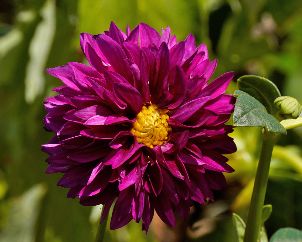 Dahlia pinnata Deep Purple Flower A rounded and full Dahlia pinnata flower in deep purple hues with a yellow central disk, blooming among green leaves