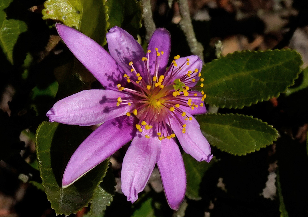 Grewia occidentalis flower in vibrant purple with central yellow stamens and detailed petal texture