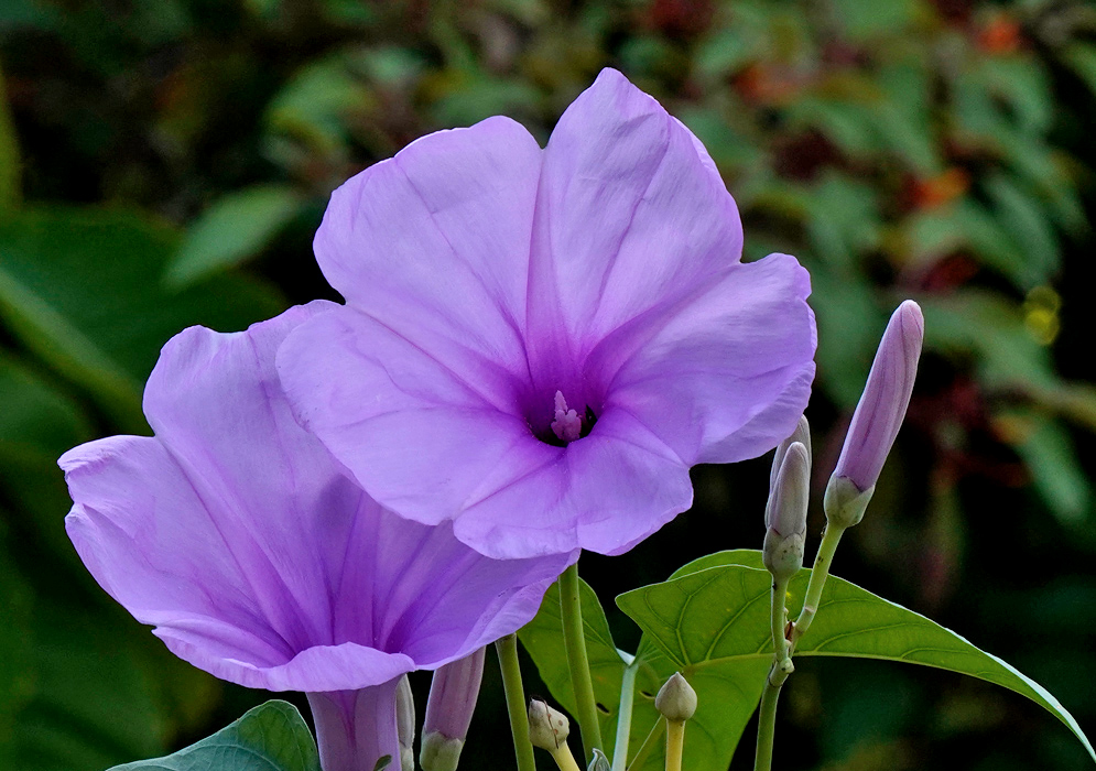 Purple Flower of Ipomoea carnea Ready for the next image. Two open purple Ipomoea carnea flowers with delicate veins and several closed buds rising on tall green stems
