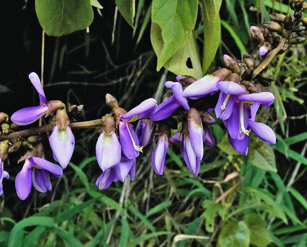 Purple flowers on an unidentified Dioclea vine in southern Colombia