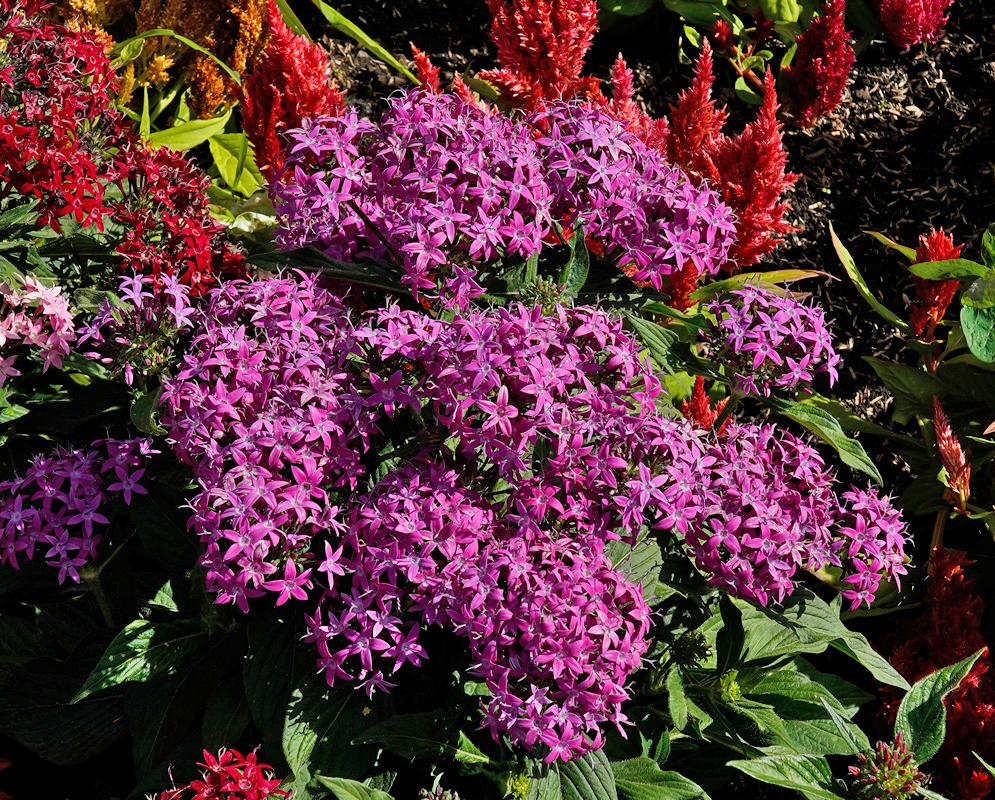 Multiple flowering mounds of Pentas lanceolata displaying hundreds of bright purple star-shaped flowers growing among other ornamental plants
