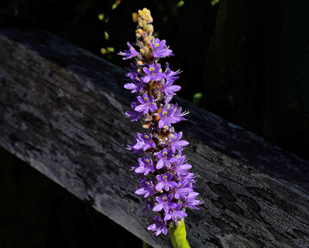 A fuzzy flower spike of Pontederia cordata showing partially opened purple blossoms emerging from a green bract with surrounding foliage in the background