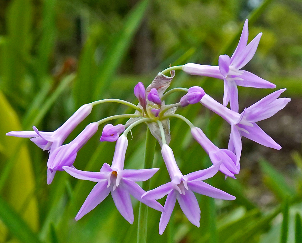 Tulbaghia violacea Purple Flower Umbel A radial umbel of pale purple Tulbaghia violacea flowers extending from curved stalks above green foliage