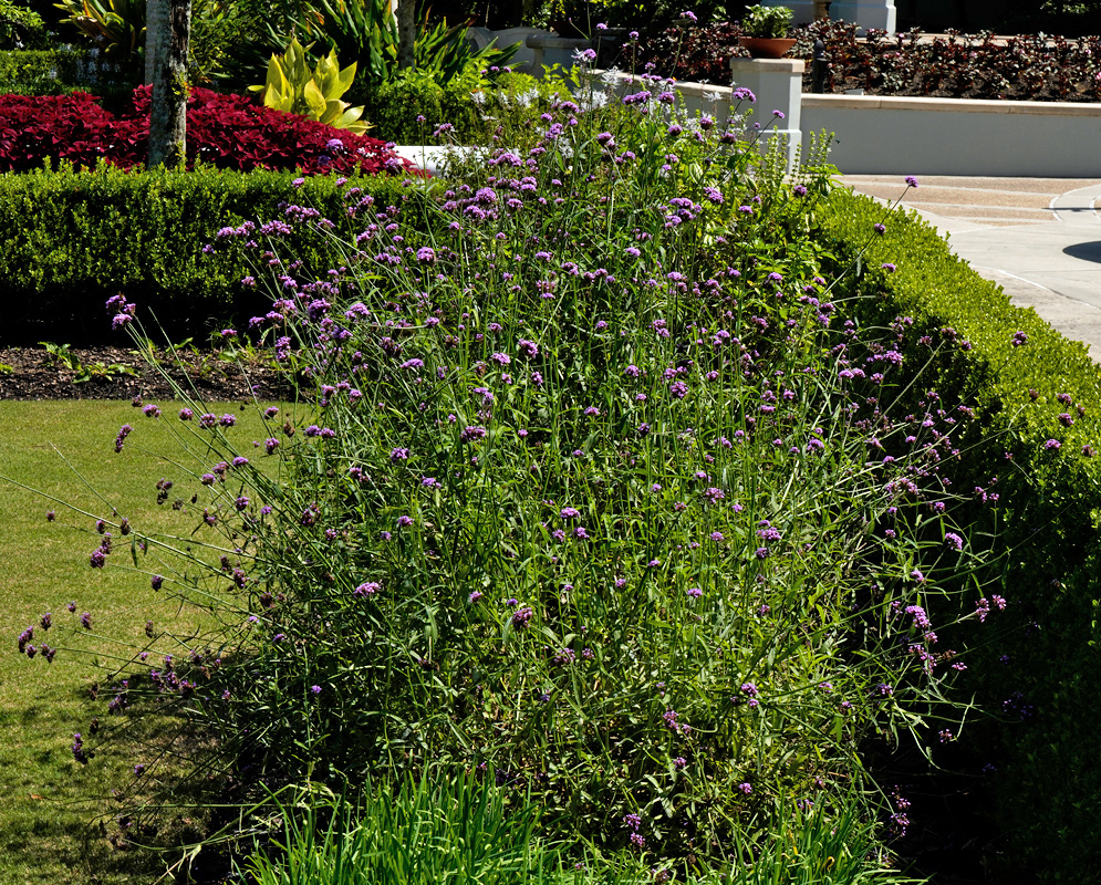 A dense cluster of tall Verbena litoralis plants with thin green stems and small purple flowers growing in a landscaped garden