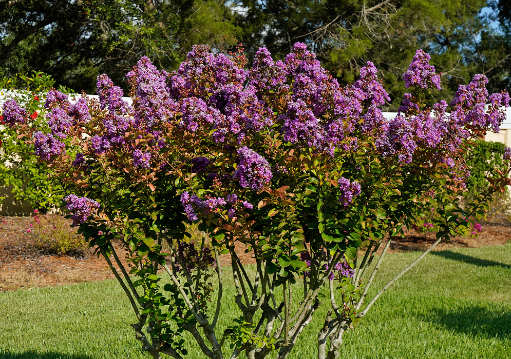 Lagerstroemia indica shrub with purple flowers in sunlight