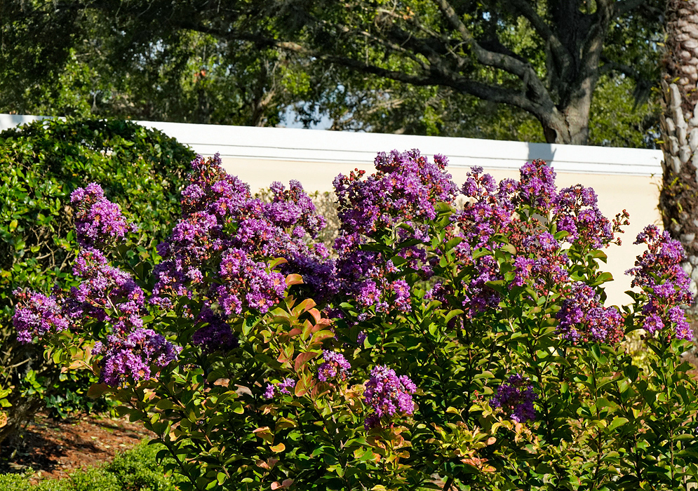 A flowering Lagerstroemia indica shrub with purple flowers