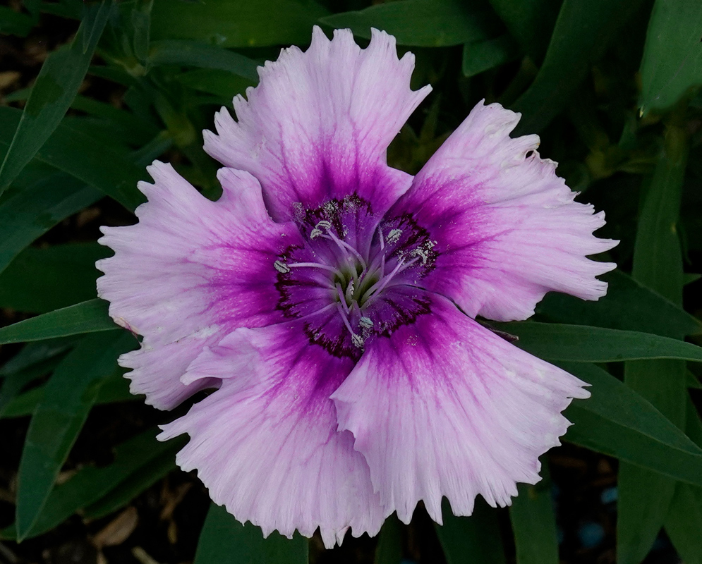 Close-up of a light purple Dianthus barbatus flower with pronounced dark purple veining and sharply toothed petal tips