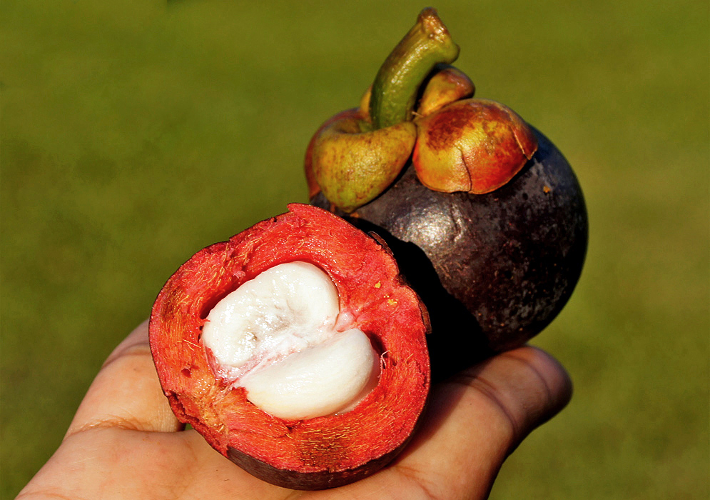 A half a mangosteen exposing the reddish-purple colored rind around a white pulp and a whole purple mangosteen held in the palm of a hand