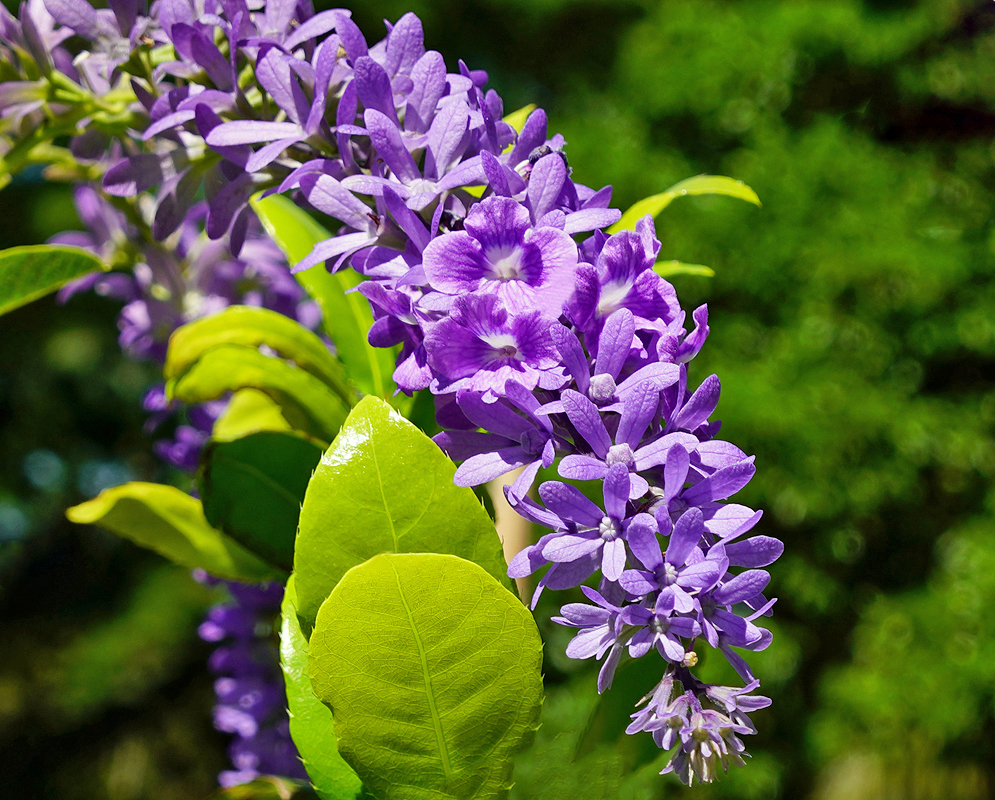 Beautiful Petrea volubilis inflorescence with purple flowers
