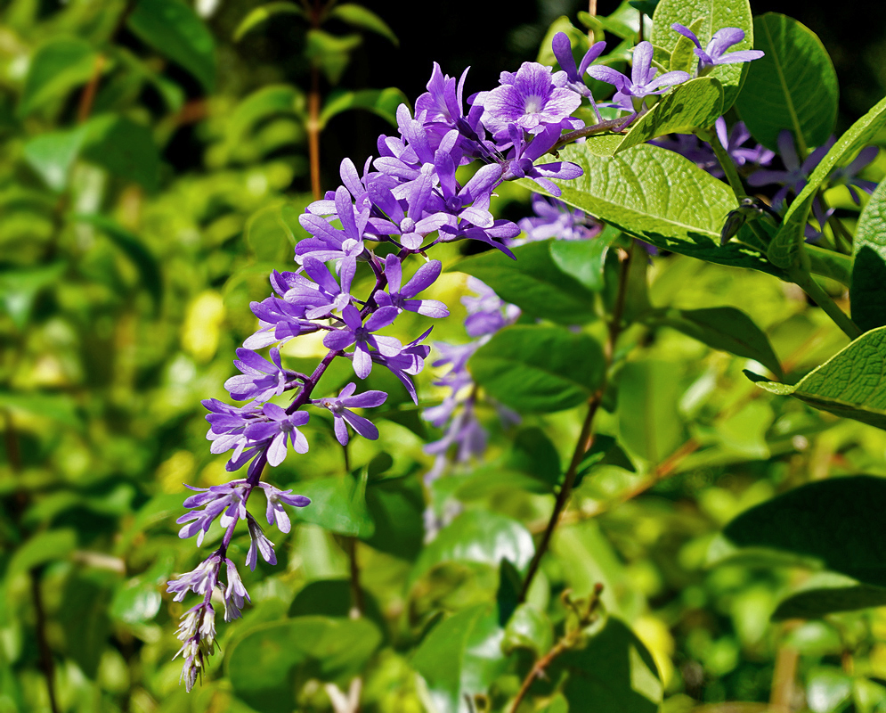 Petrea volubilis inflorescence with purple flowers in sunlight