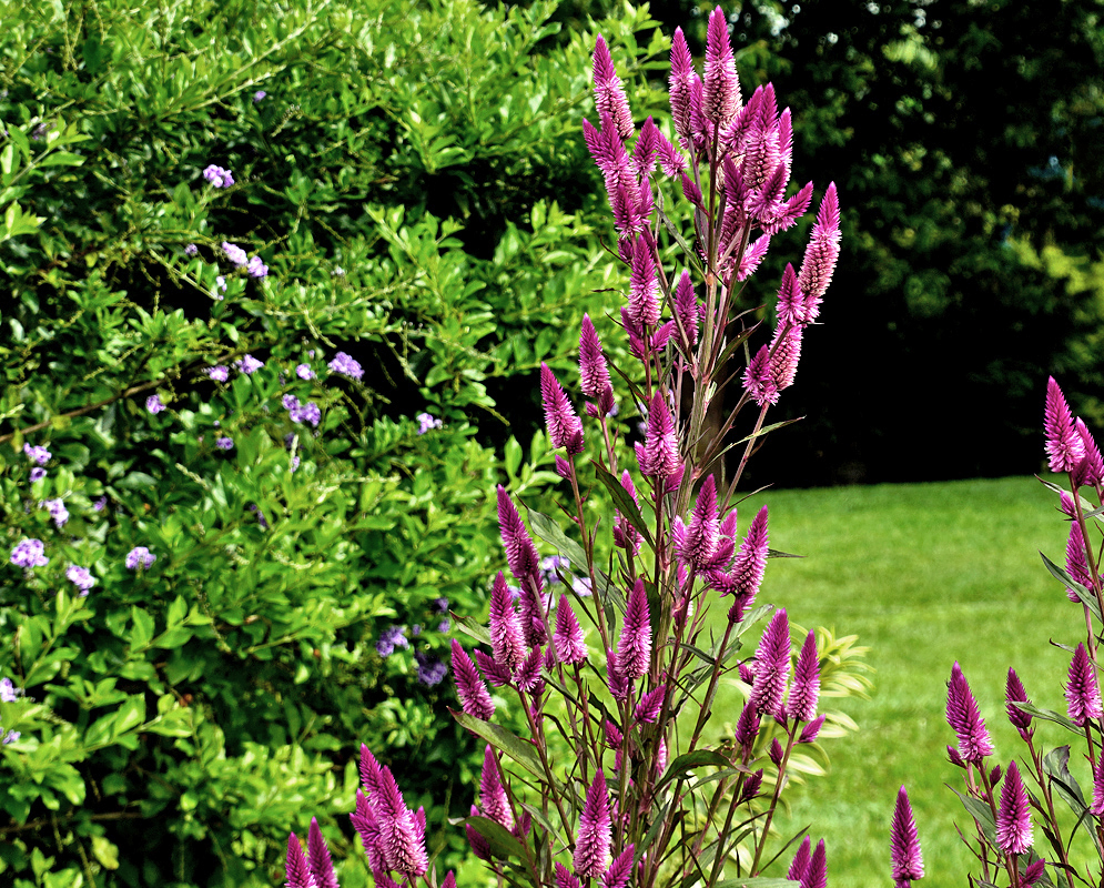 Tall Celosia argentea inflorescence with purple flowers