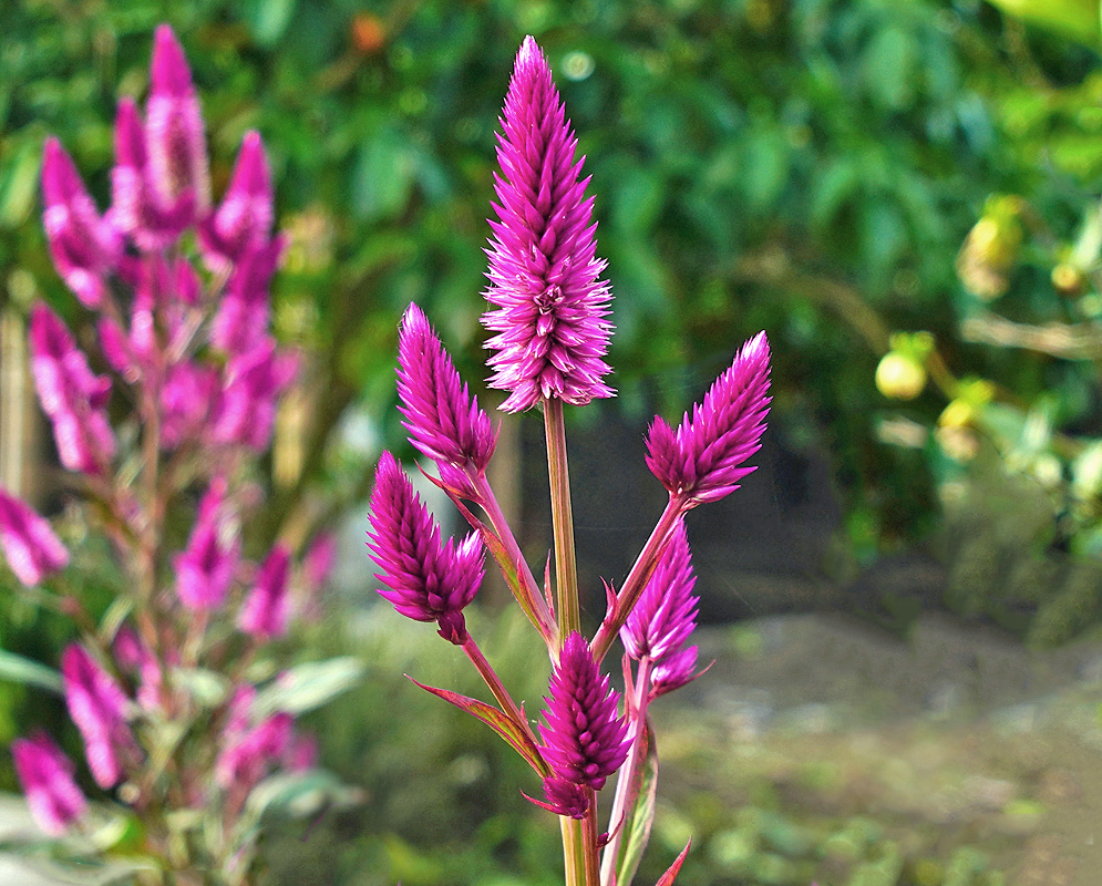 Bright purple-pink Celosia argentea flower spike