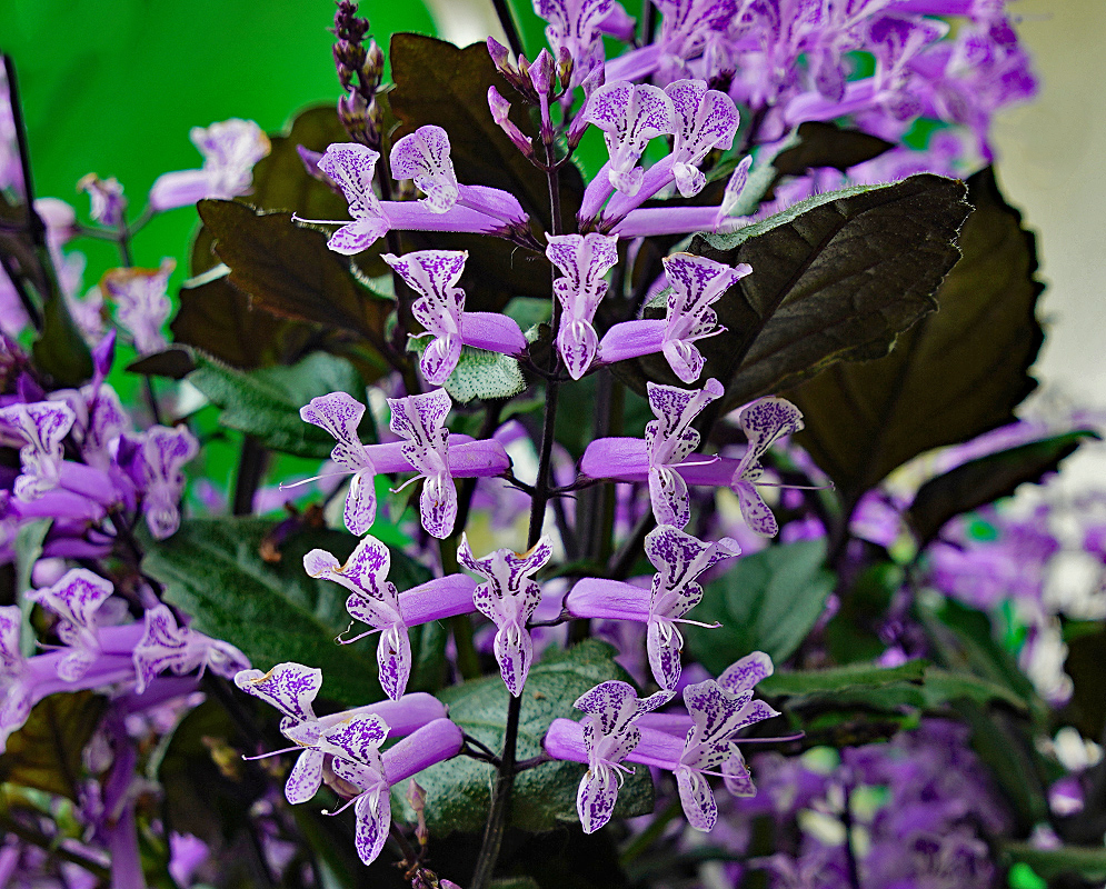 Plectranthus Shrub inflorescence with purple flowers