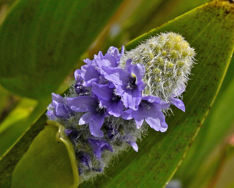 A fuzzy flower spike of Pontederia cordata showing partially opened purple blossoms emerging from a green bract with surrounding foliage in the background