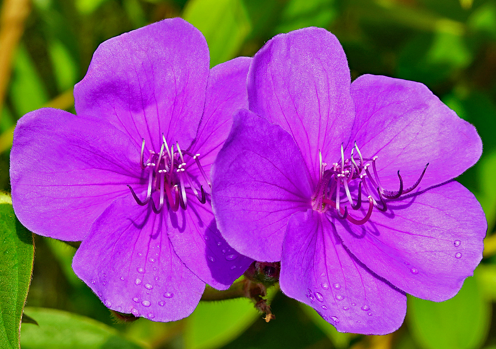 Two purple Pleroma urvilleana flowers with raindrops on the bottom petals