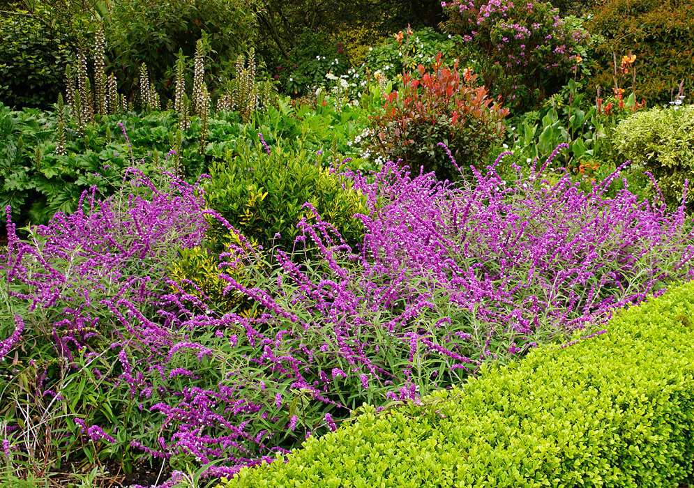 A garden with flowering Salvia leucantha shrubs