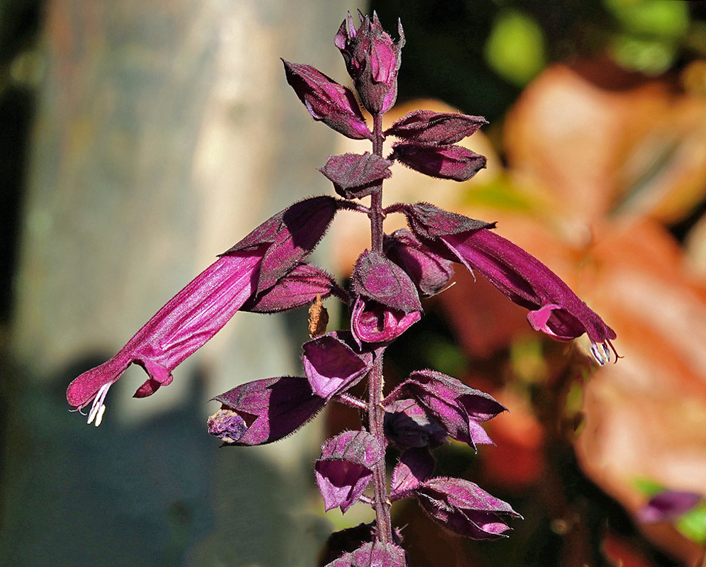 Dark purple Salvia splendens flowers in sunlight
