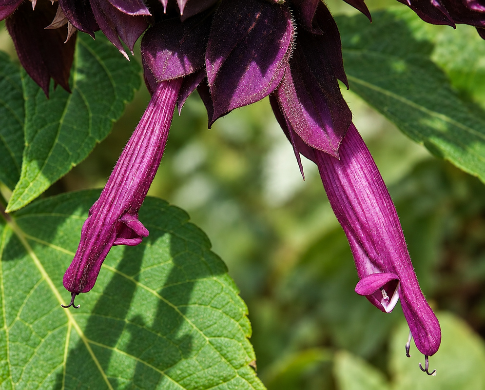 Salvia splendens purple tubular flowers Two purple Salvia splendens flowers extend from dark calyces in sunlight