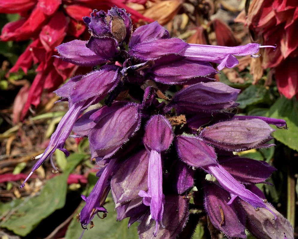 Salvia splendens purple flower with white filaments in sunlight
