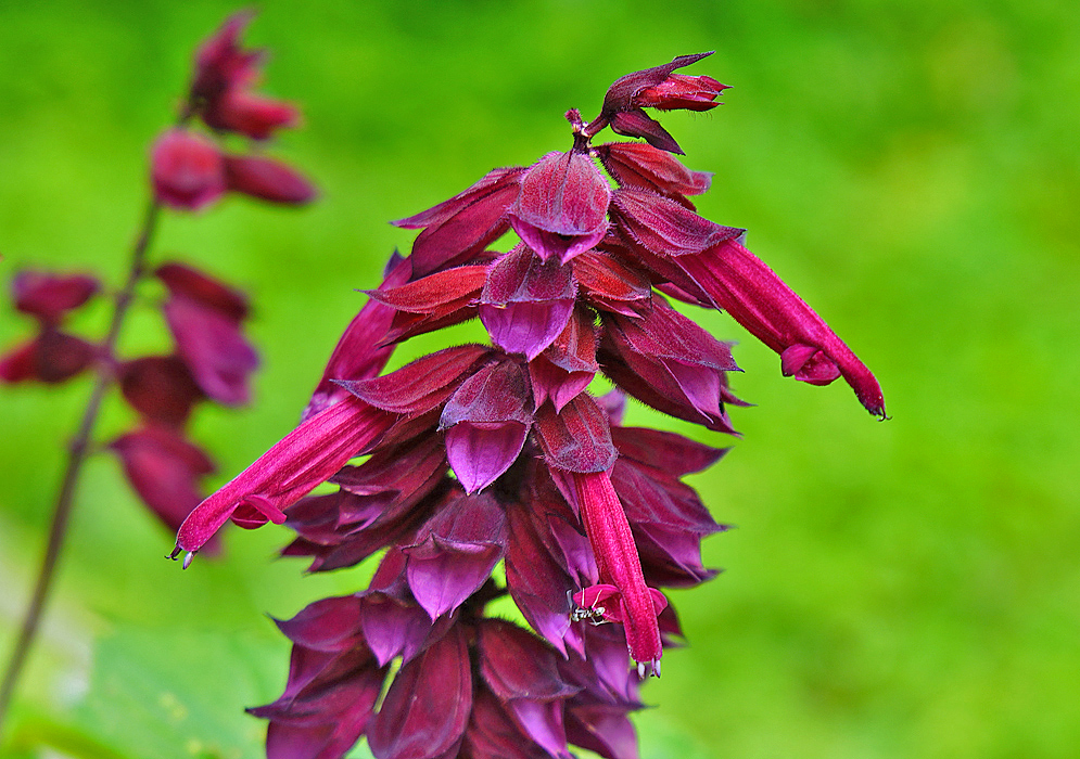Purple-red Salvia splendens flowers with dark purple sepals