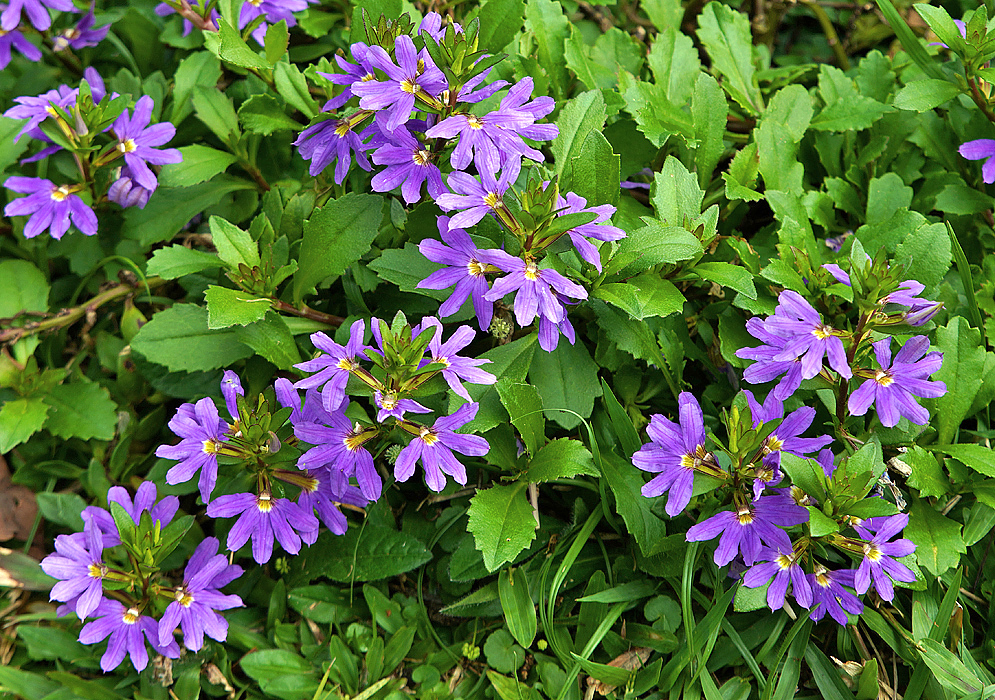 Purple fan-shaped Scaevola aemula flowers