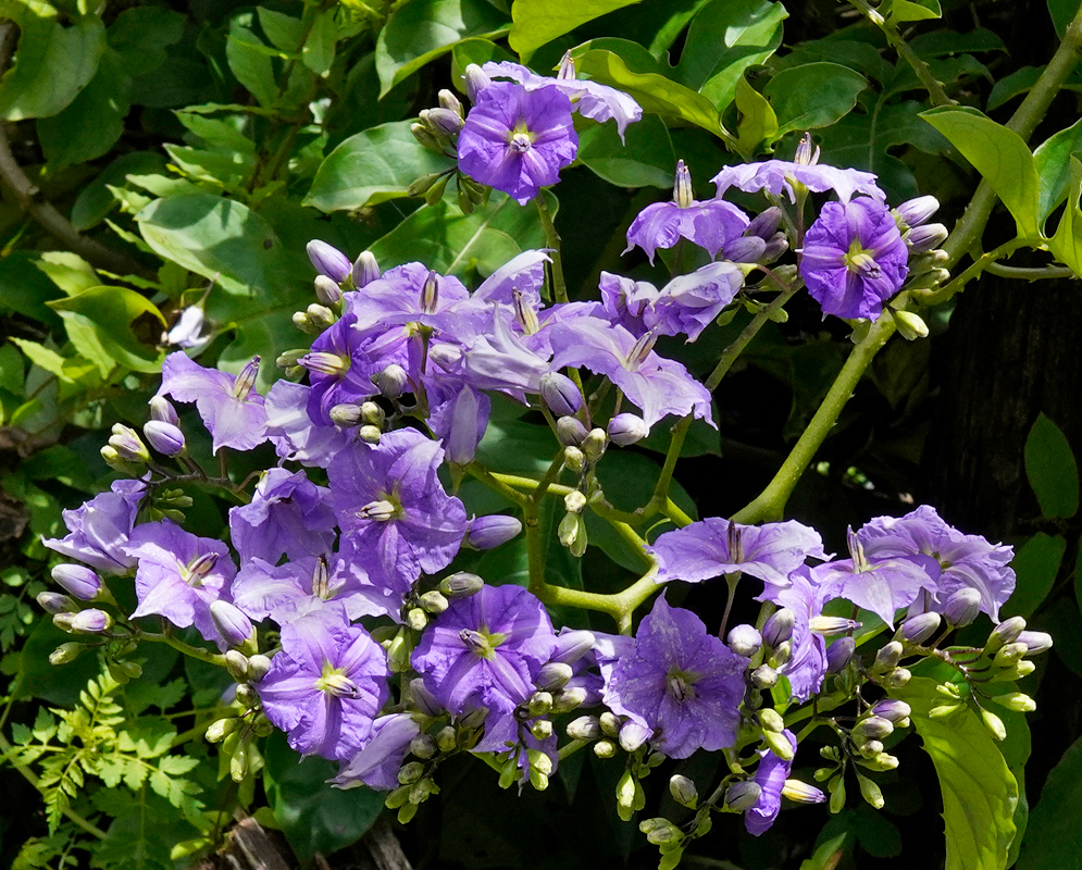 Solanum wendlandii purple flower cluster