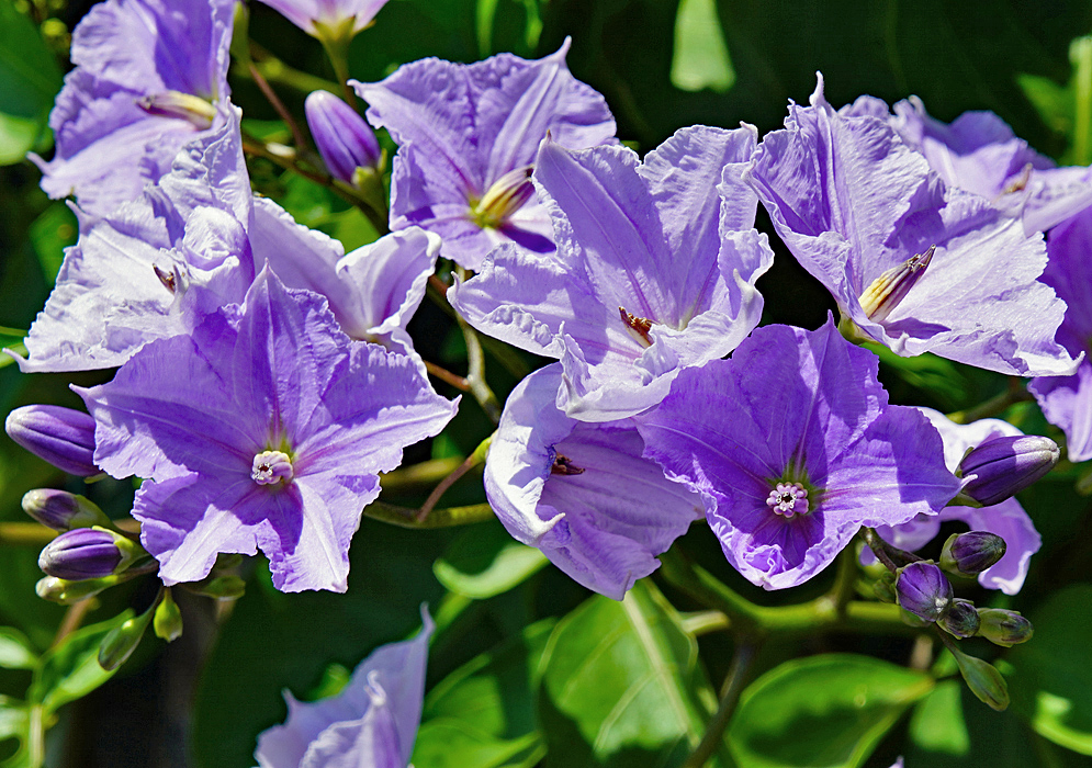 Solanum wendlandii purple flowers in sunlight