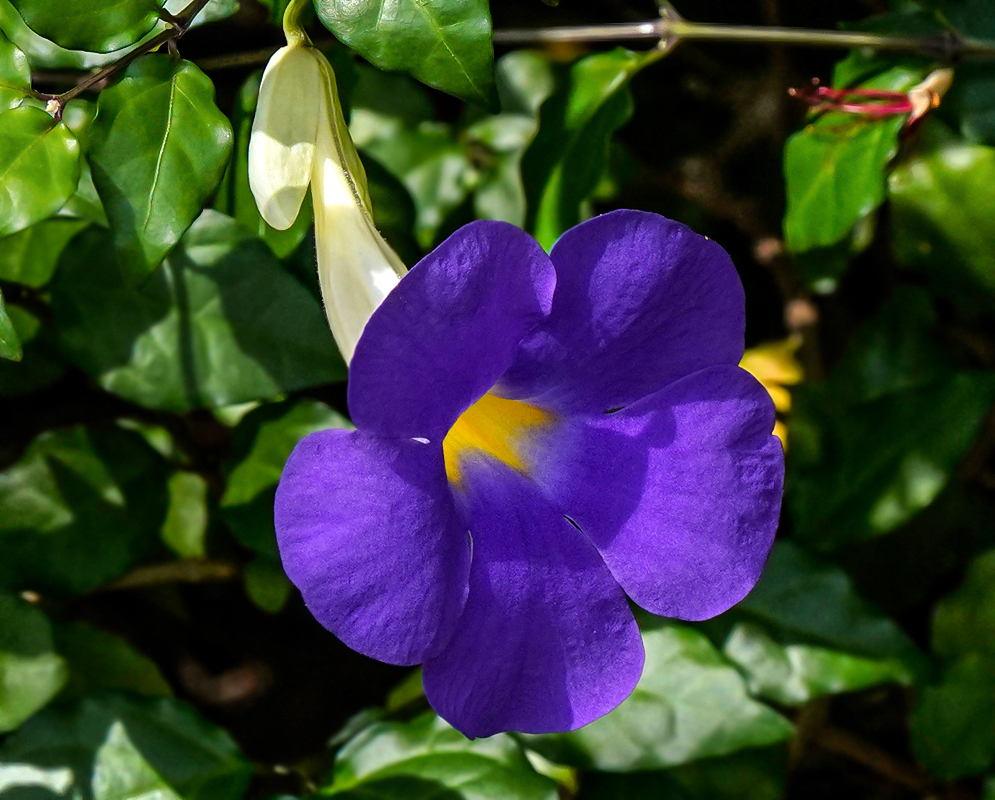 Purple Thunbergia erecta flower with a yellow throat in sunlight
