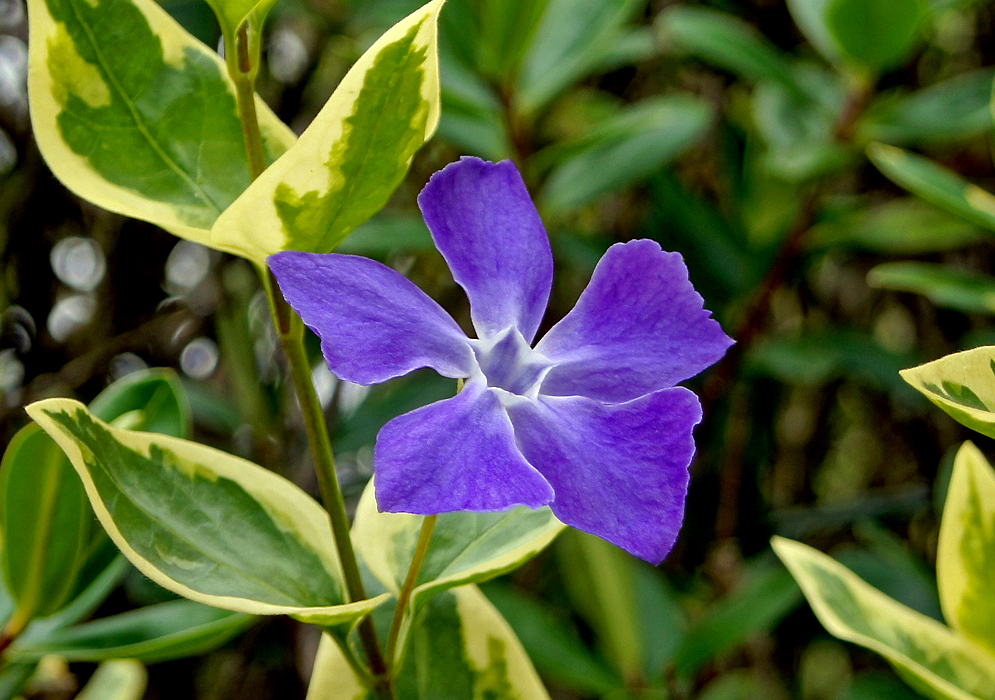 Beautiful blue-purple Vinca major flower with variegated leaves in the background