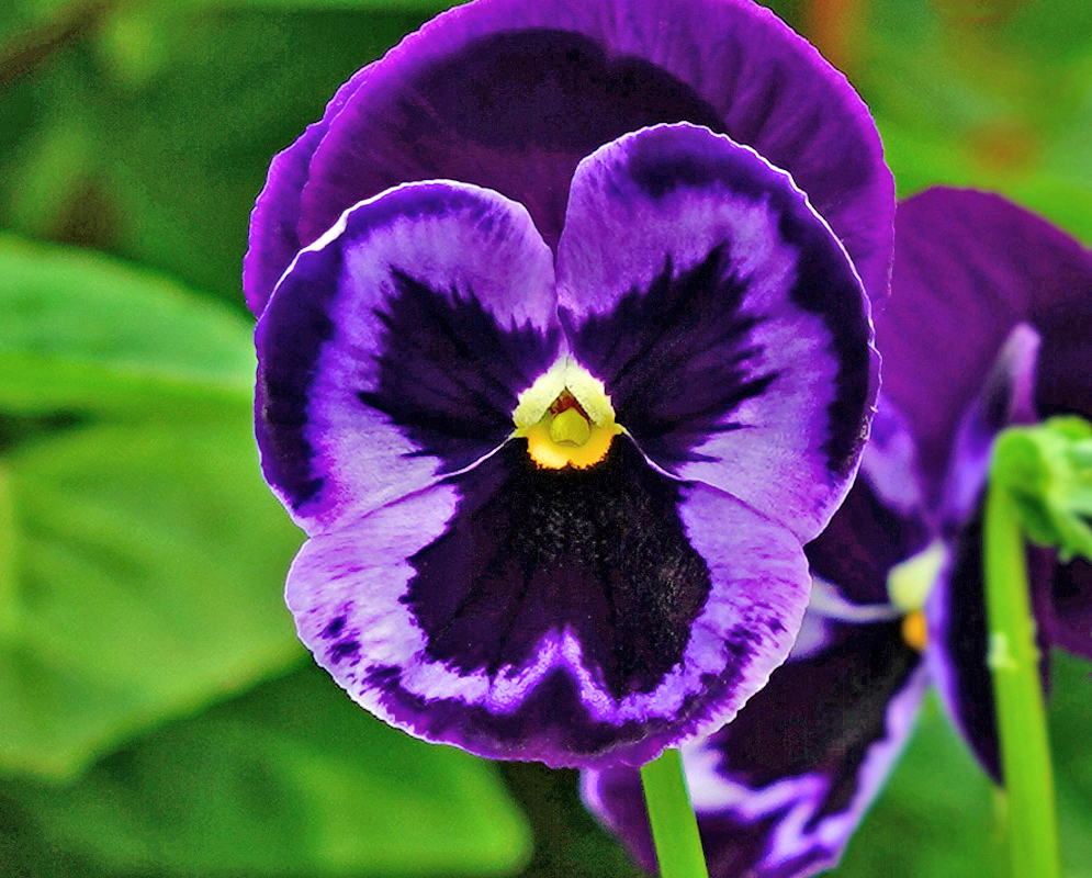 Purple and dark purple Viola tricolor flower with yellow in the center