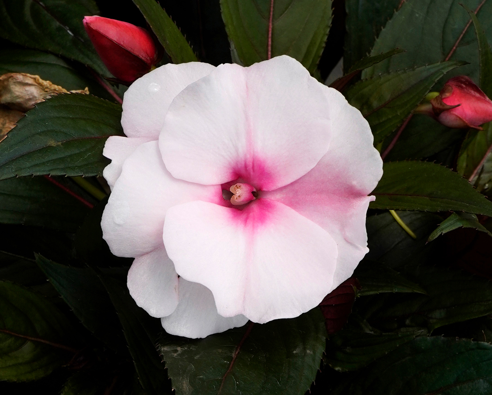 Pink and white Impatiens hawkeri flower
