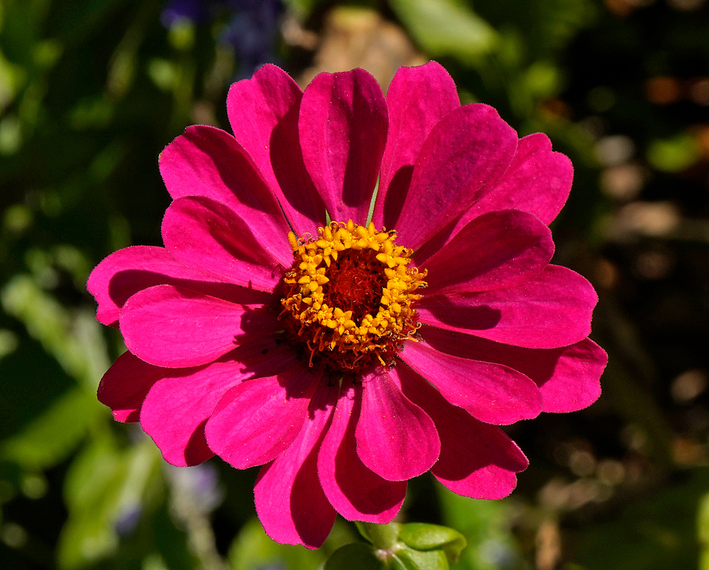 innia elegans purple-red flower with a yellow center