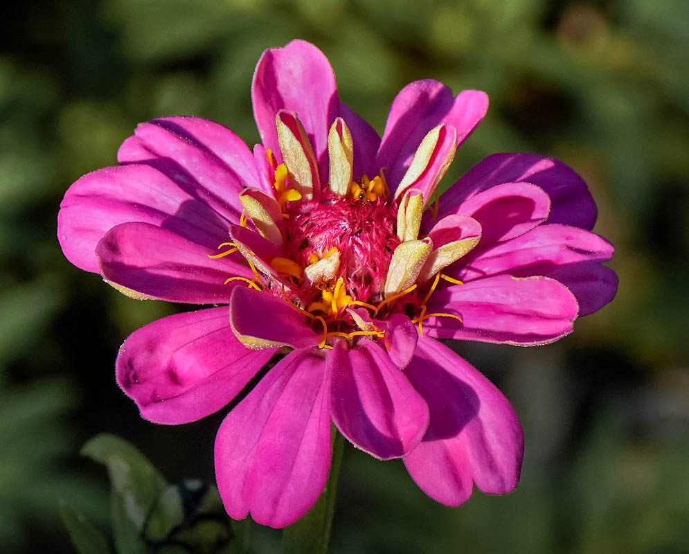 A developing Zinnia elegans dark pink flower