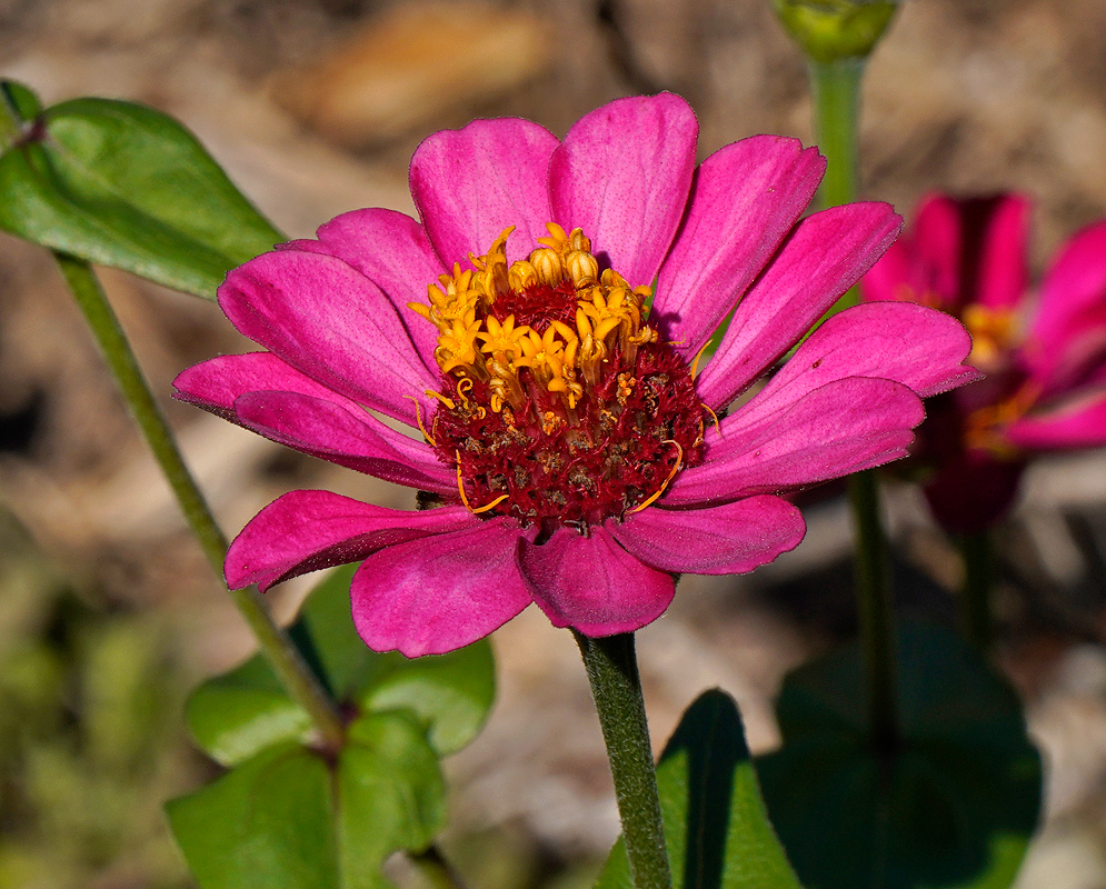 A pink-purple Zinnia elegans flower with a yellow disk