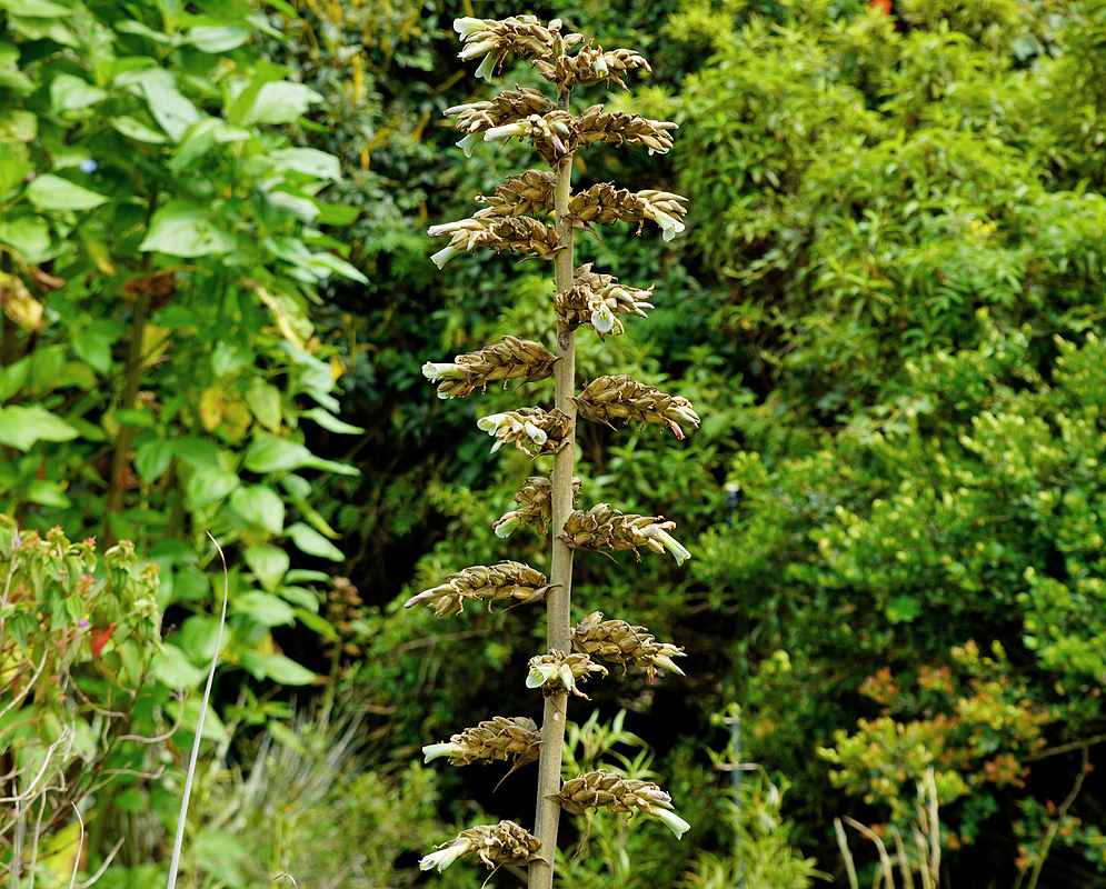 An erect Puya bicolor inflorescence with green flowers