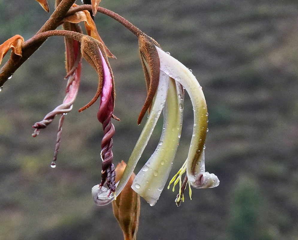 Puya ferruginea long pale green tubular flowers hanging from rusty brown branched stems