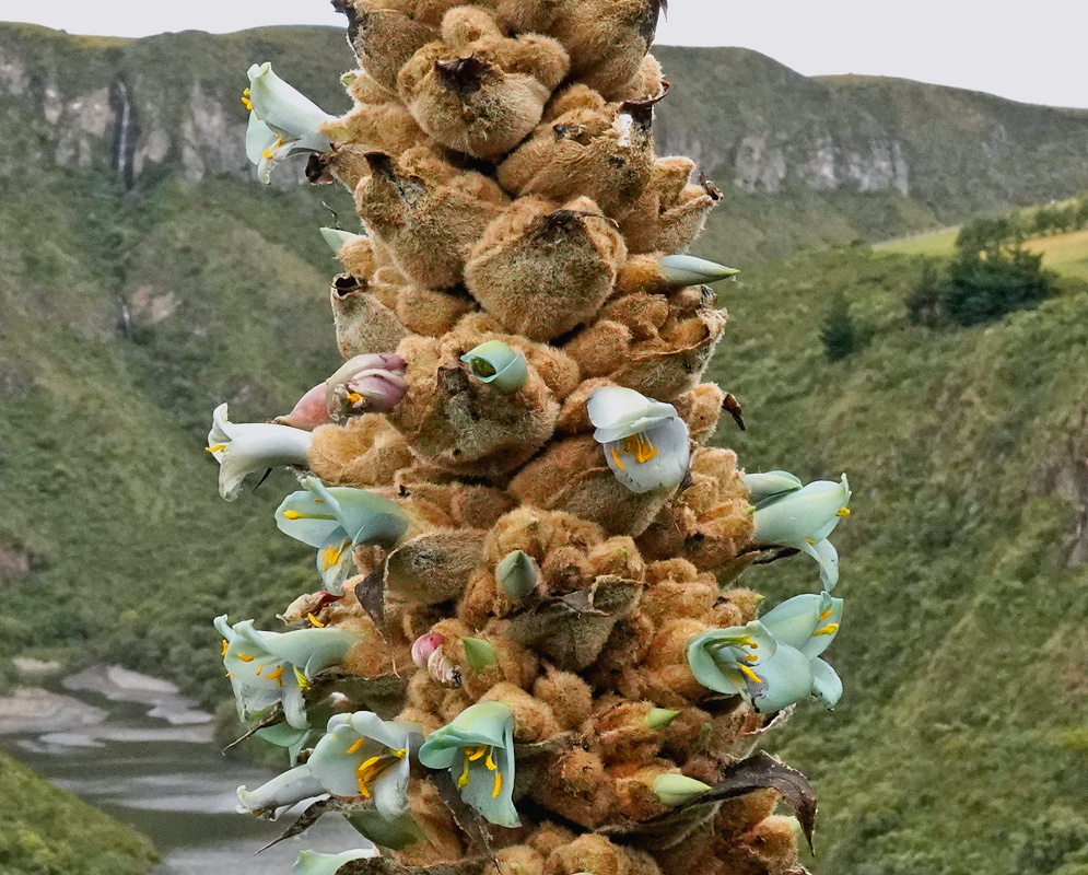 Puya glomerifera stout woolly brown flower spike with pale blue green tubular blossoms in Andean páramo