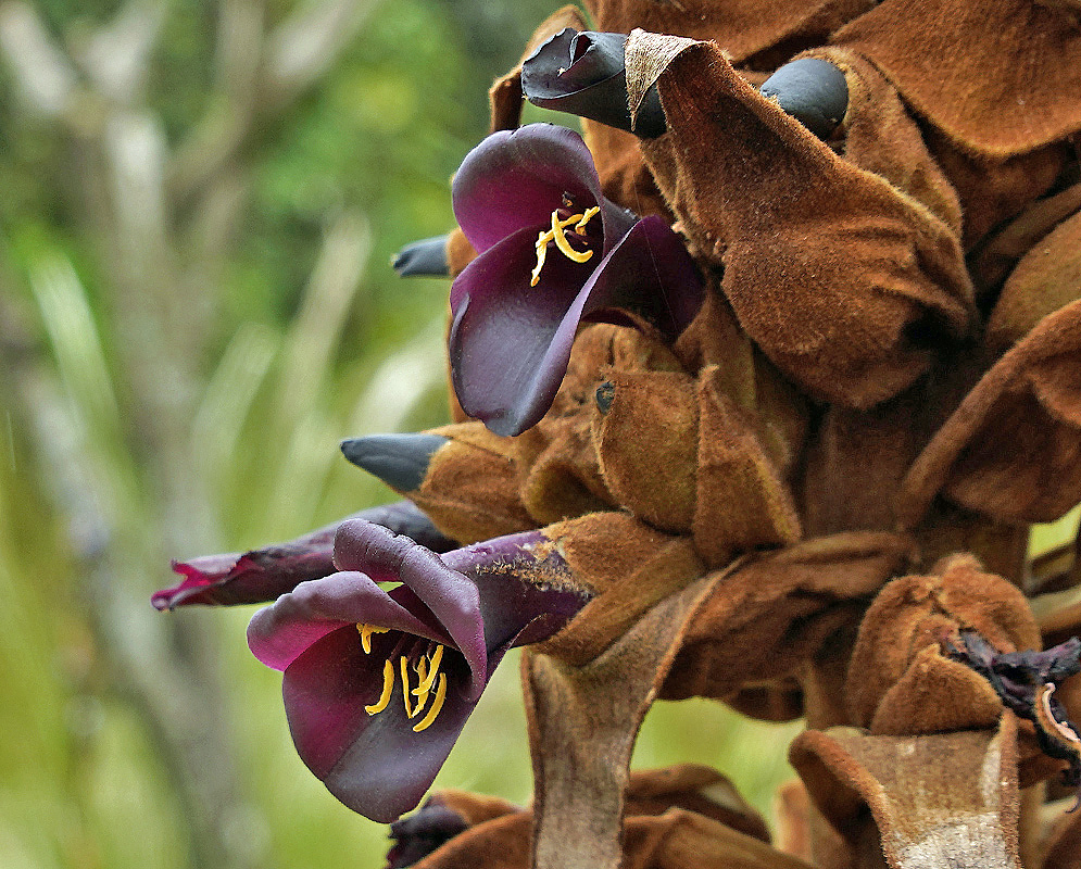 Dark purple Puya loca flower with yellow anthers
