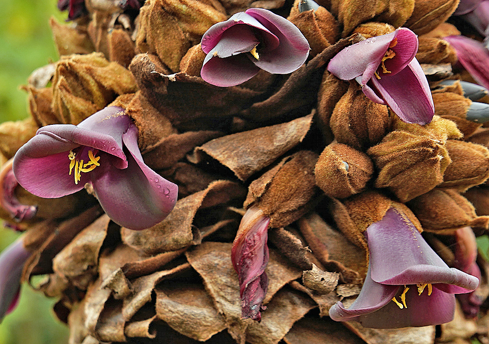 Dark purple Puya loca flowers with yellow anthers